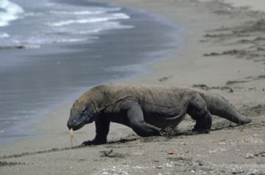 Some Asian wildlife, a Komodo Dragon